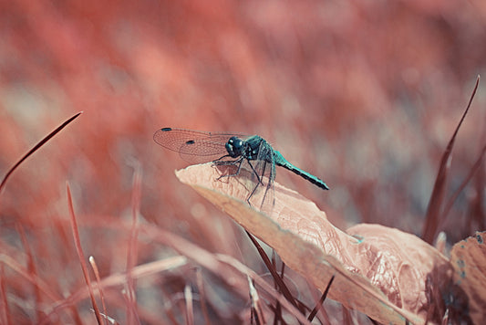 Insects