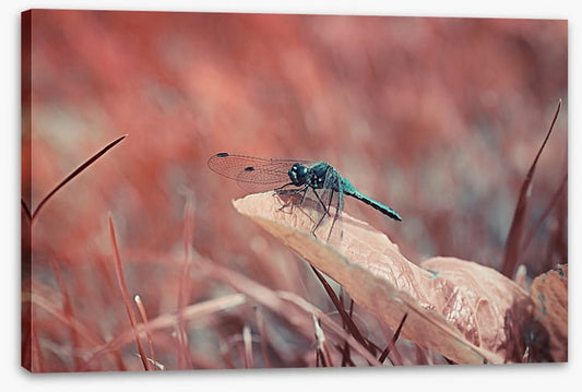 Insects