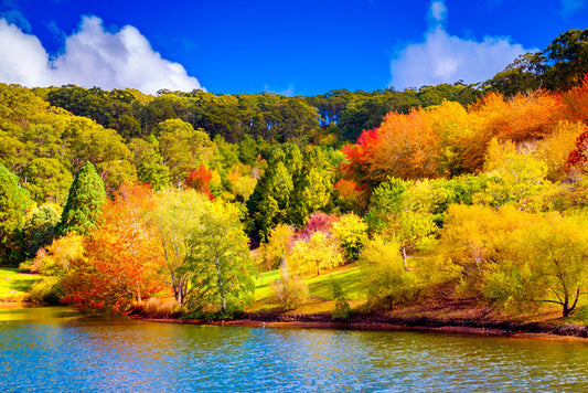 Adelaide Hills autumn