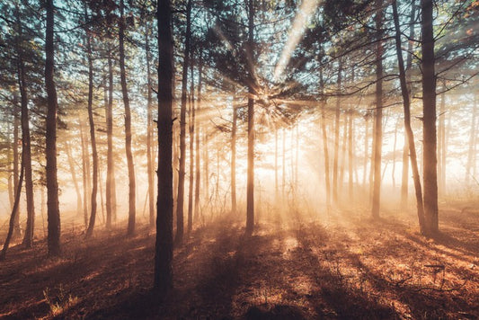 Dancing sunlight