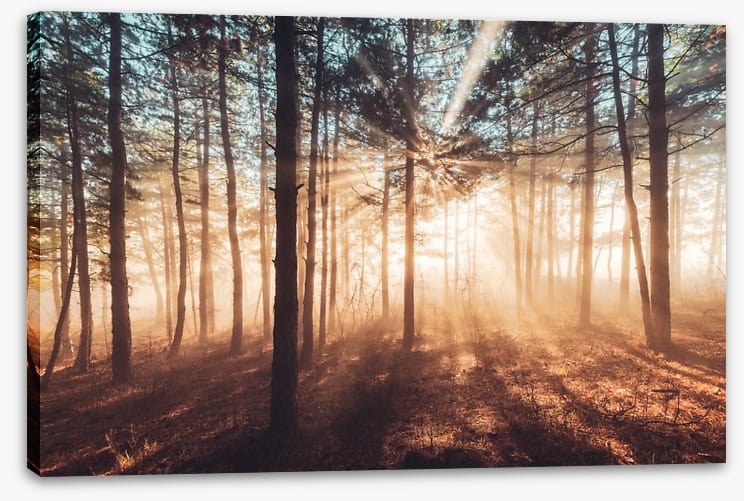 Dancing sunlight
