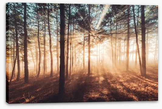 Dancing sunlight
