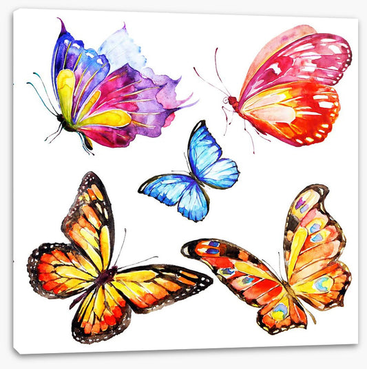 Cacophony of colour