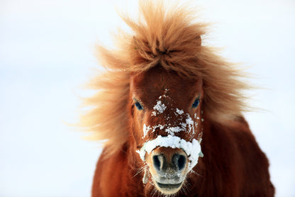 Snow pony