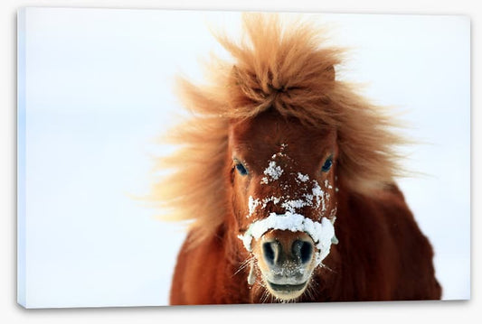 Snow pony