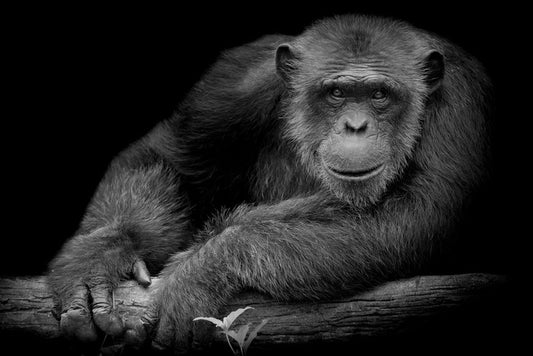 Chimpanzee smile