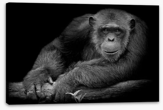 Chimpanzee smile