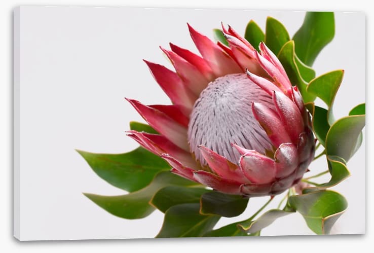 Perfect protea