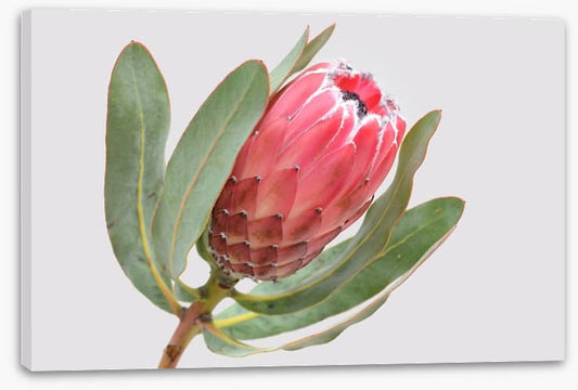 Protea sylvia