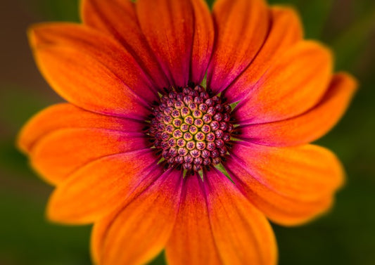 Orange symphony