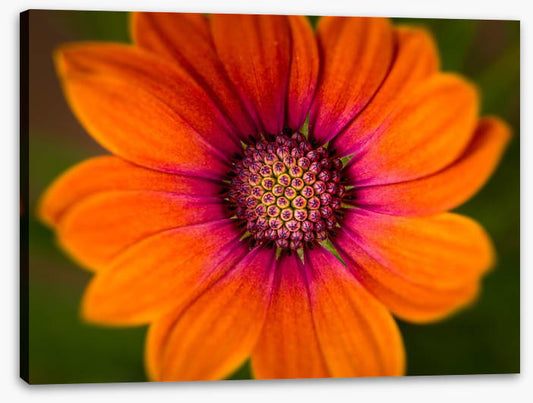 Orange symphony