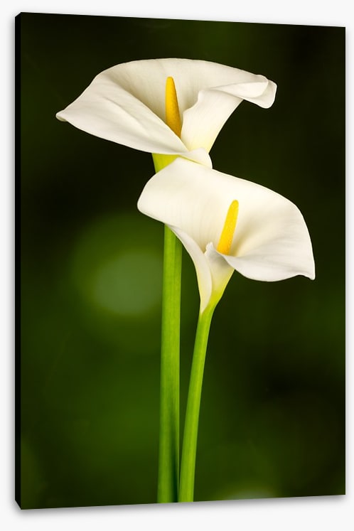 Calla couple