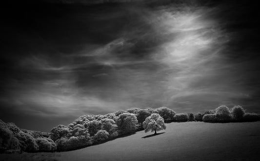White oak hill