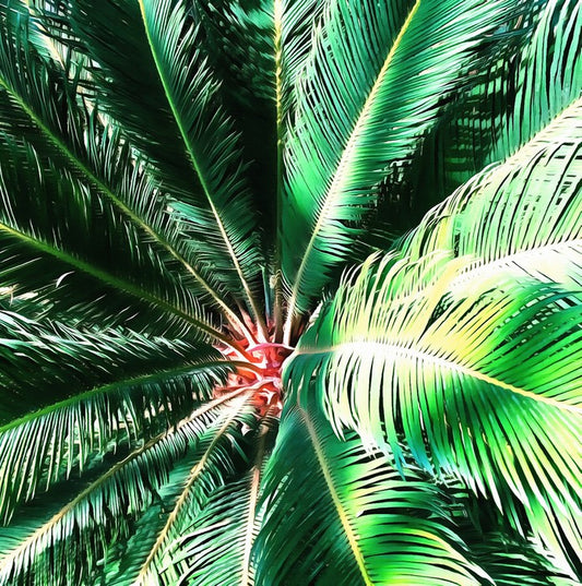 The coconut tree