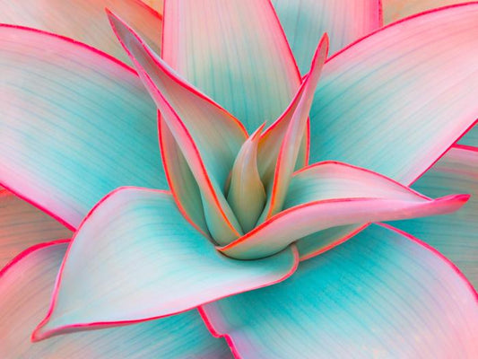 Edge of beauty