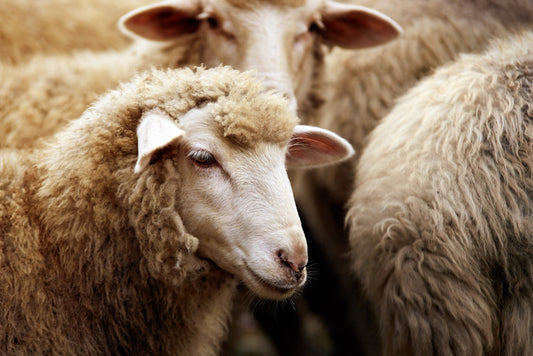 Watching ewe