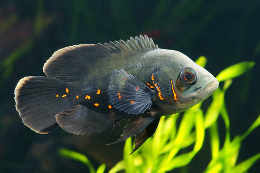 Fish / Aquatic