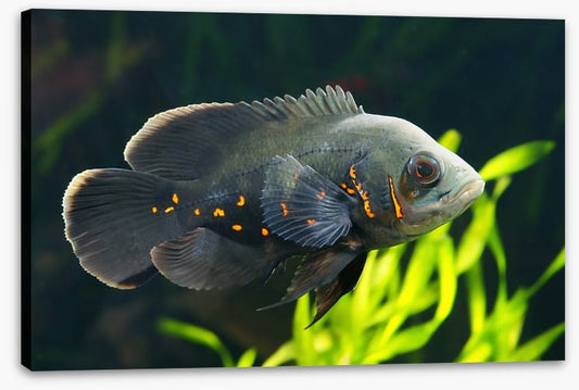 Fish / Aquatic