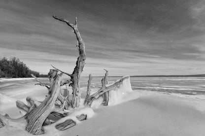 Driftwood freeze