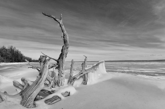 Driftwood freeze