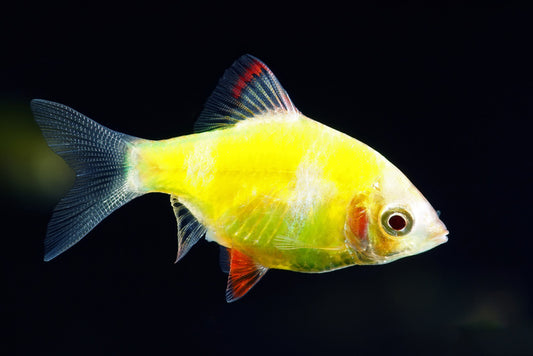 Fish / Aquatic