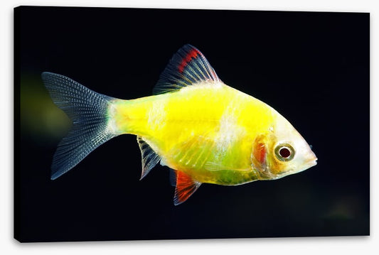 Fish / Aquatic