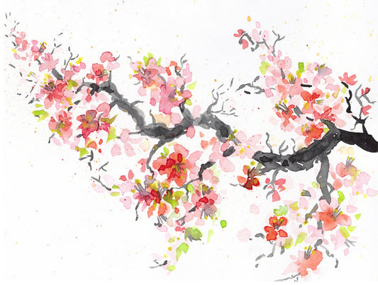 Spring sakura bloom