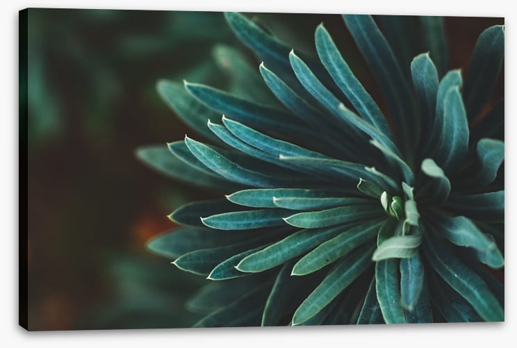 Leaves