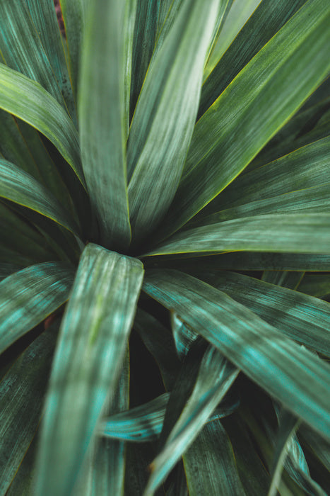 Leaves