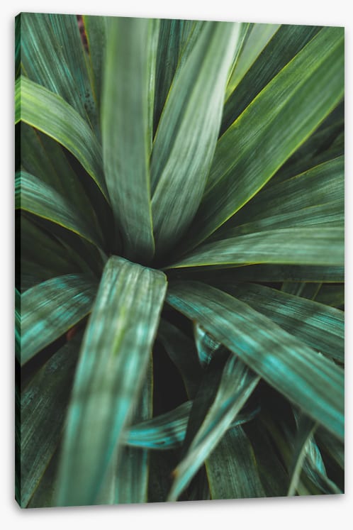 Leaves