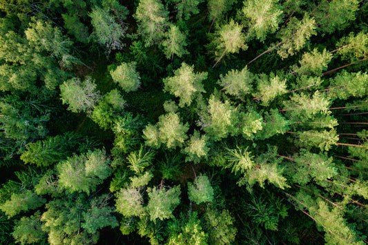 Above the pines