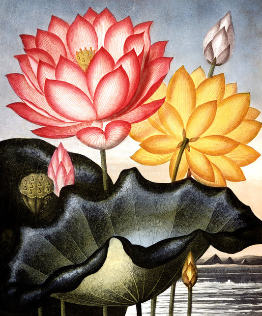 Lofty water lilies