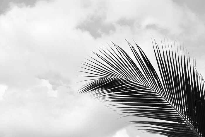 Palm leaf sky