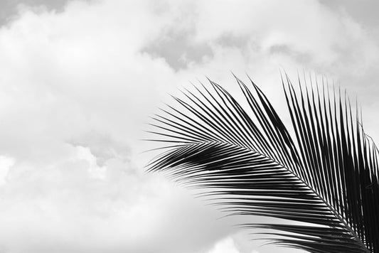 Palm leaf sky