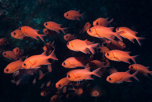 Fish / Aquatic