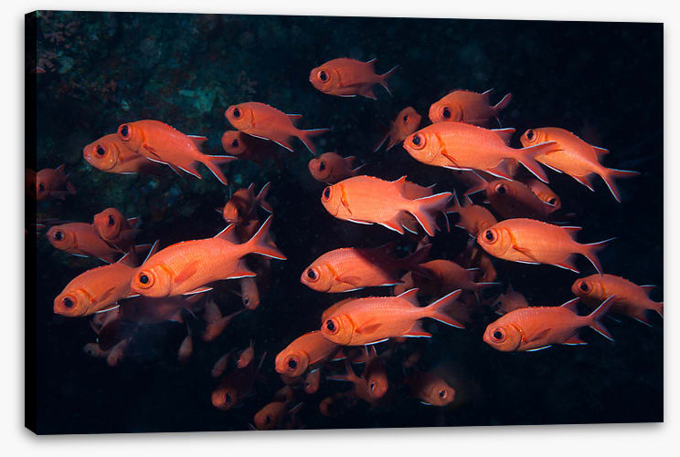 Fish / Aquatic
