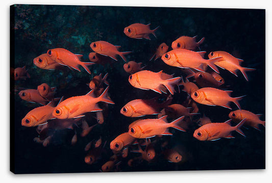 Fish / Aquatic