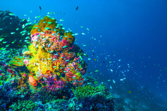 Teeming with life