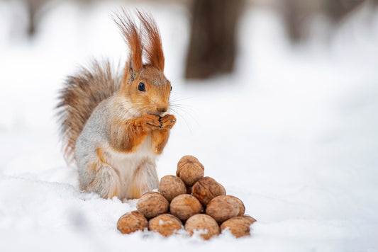 Squirrel nutkin