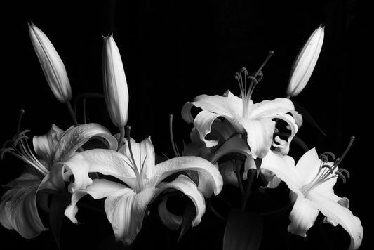 Three late lilies