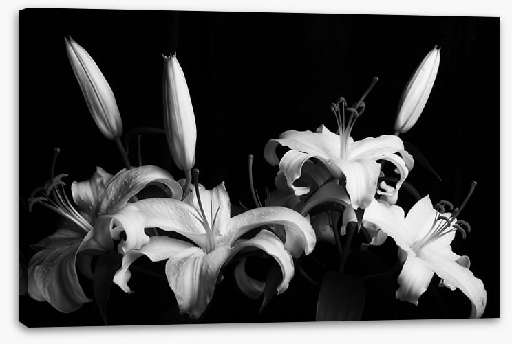 Three late lilies