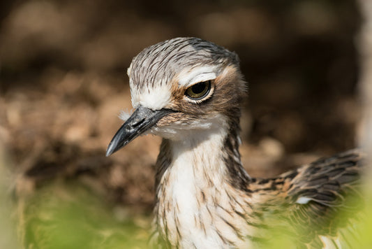 Bush stone-curlew