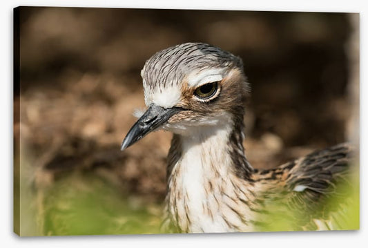 Bush stone-curlew