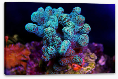Turquoise coral cluster