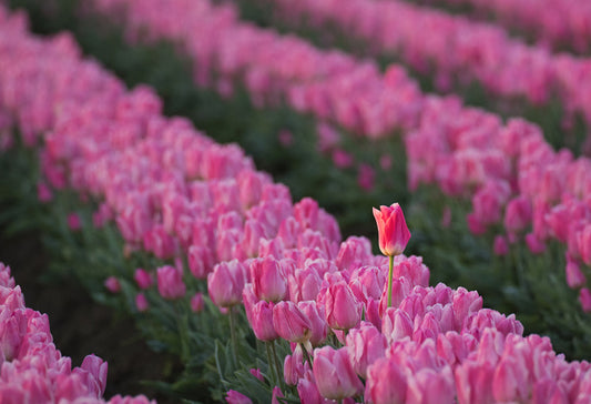The tall tulip