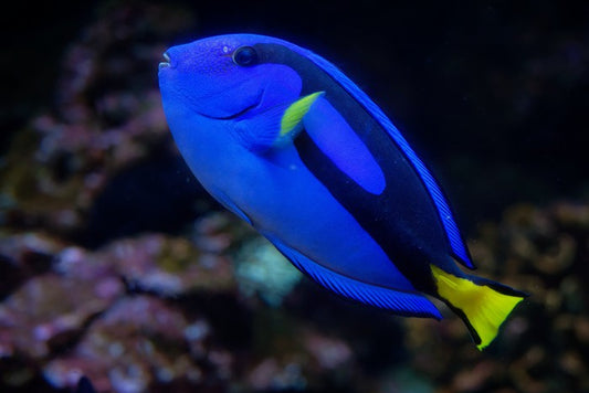 Fish / Aquatic