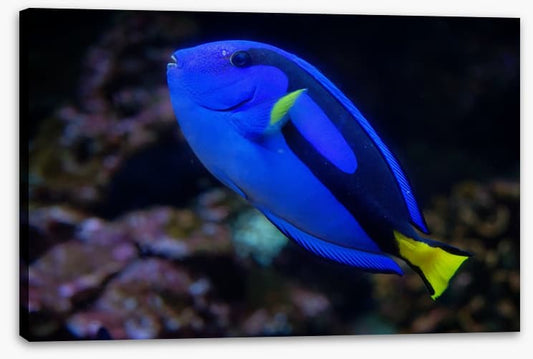 Fish / Aquatic