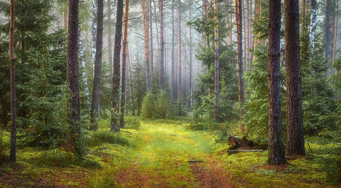 Green forest glade