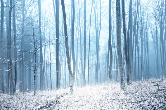 Shiver my timbers