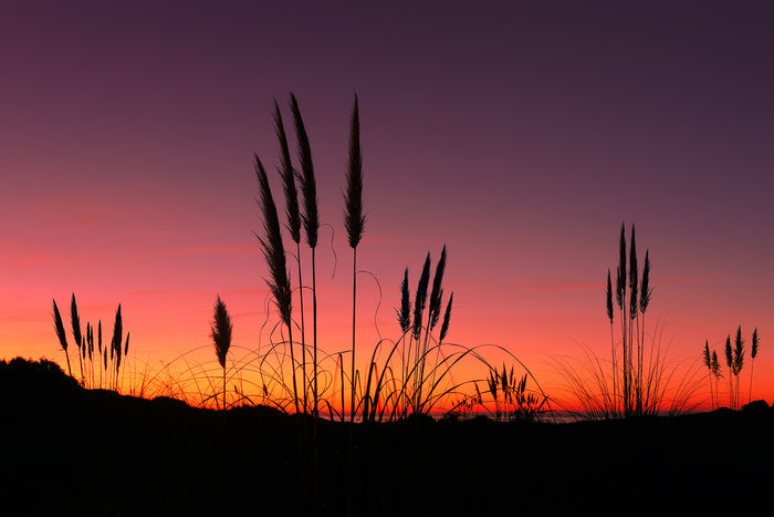 Pampas grass sunset